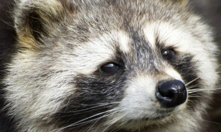 On Motherhood and Fighting Raccoons